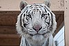 Mickey, male white tiger